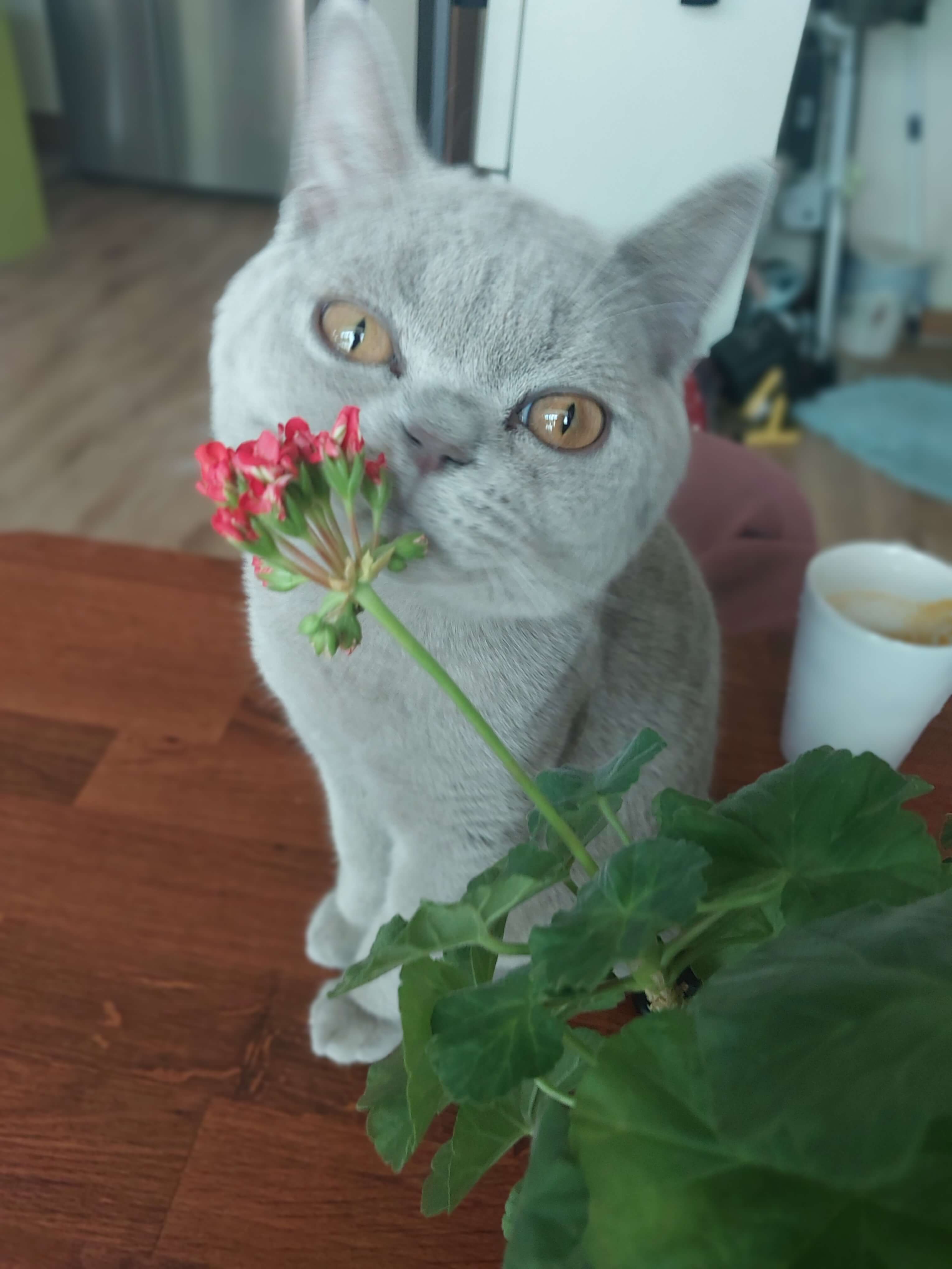 아무리 예뻐도 위험한 식물은 피해주세요.