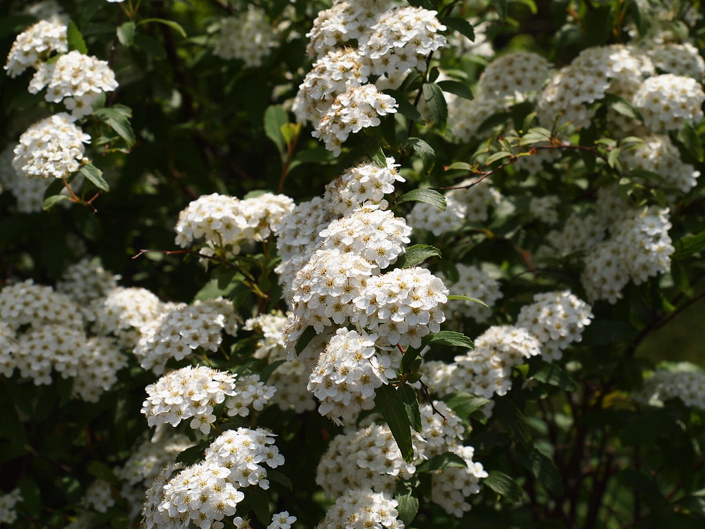 조팝나무-피는시기