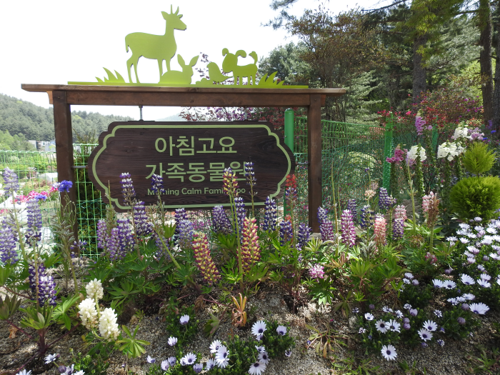 아침고요수목원 수국축제