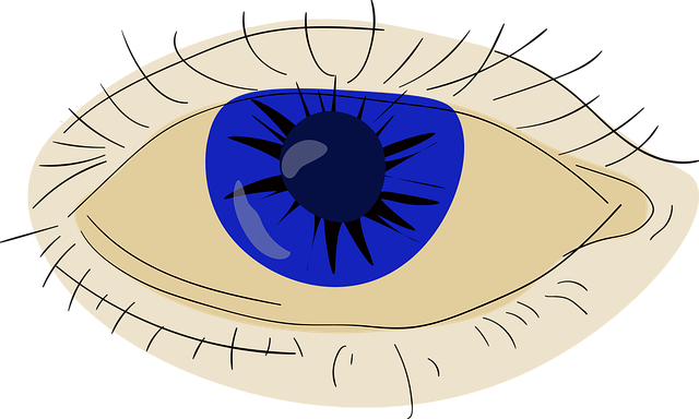 안구 관련 사진
