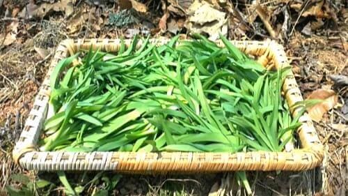 원추리-잎-뿌리-꽃-효능-독성