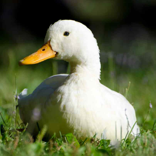 레임덕, 데드덕, 시팅덕, 정치용어, 조직관리, 리더십, 위험관리, 권력공백, 실패사례, 무방비상태, 사이버보안, 군사적위험, 정책추진, 정치적영향력, 투자실패, 보안취약점, 조직리더십, 실패극복, 위험대비