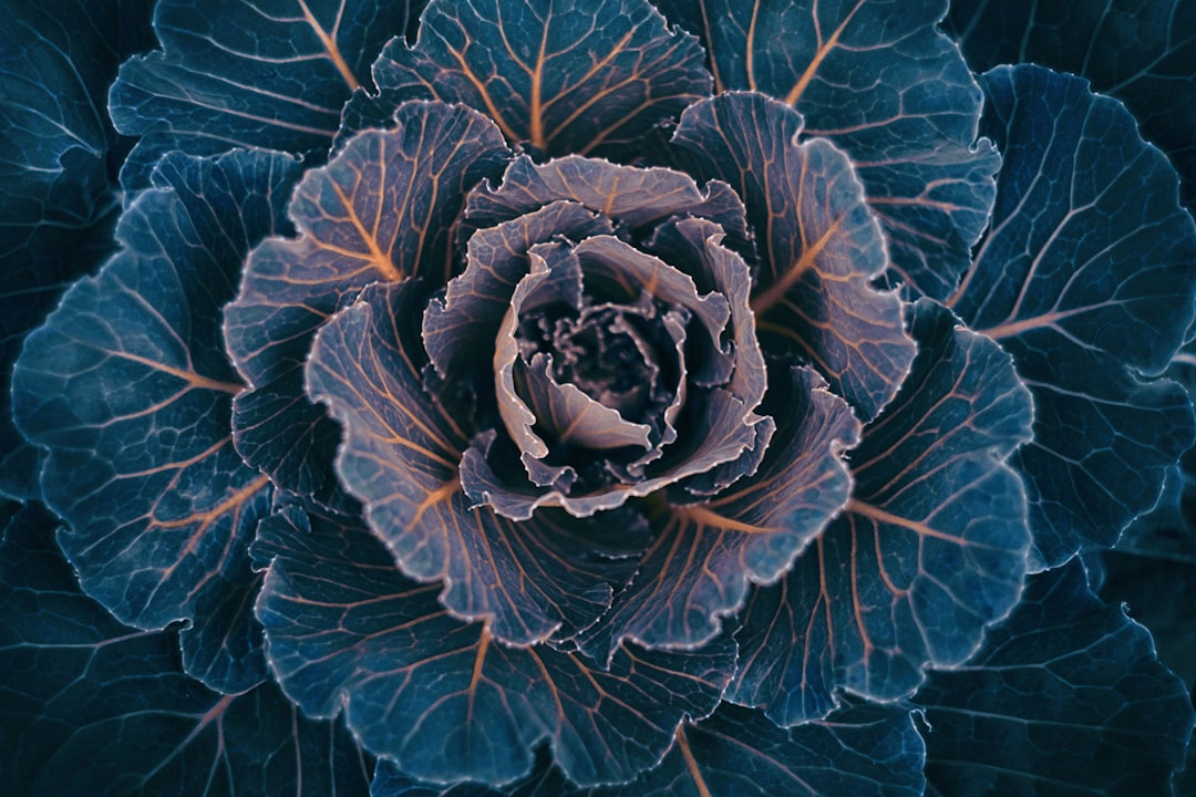 Cabbage