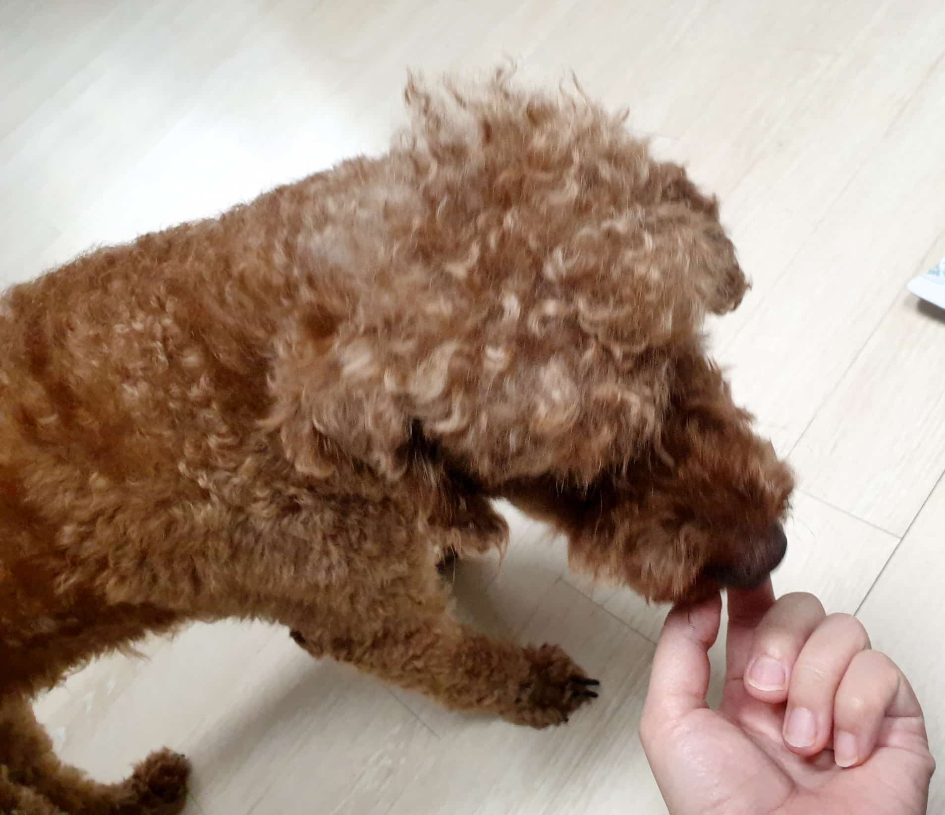 강아지 복숭아