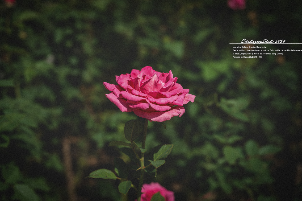 #서울 #식물원 #서울식물원 #꽃