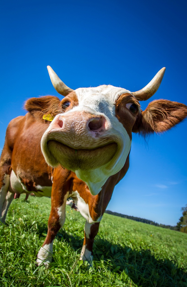 2024년 갑진년 소띠 운세