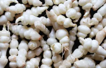 초석잠 효능과 영양성분, 주의점