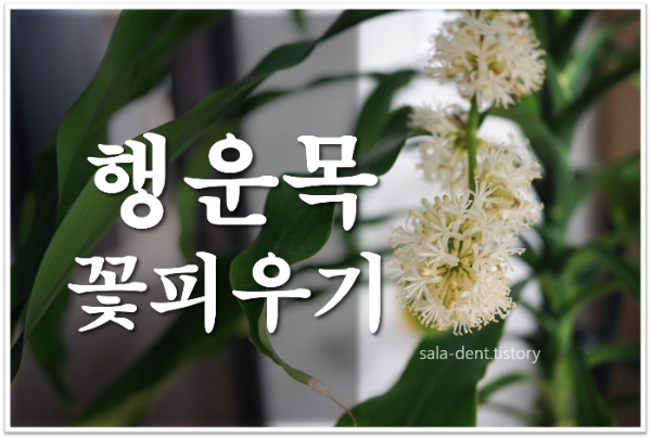 행운목 꽃 피우는 방법