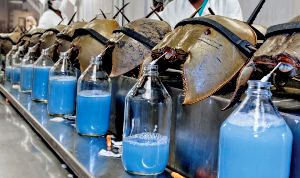 투구게
멸종위기