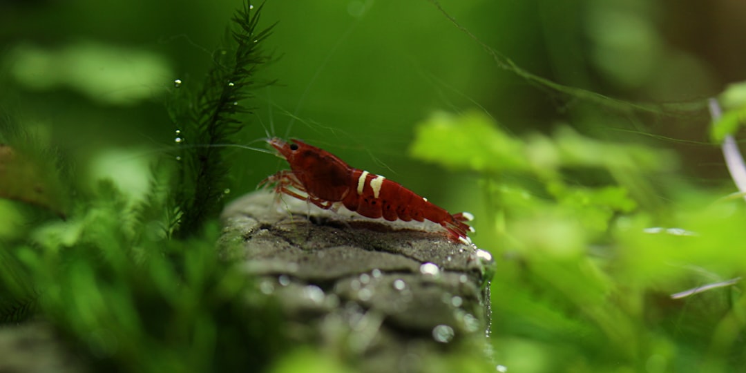 Shrimp