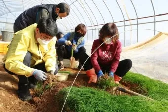 달래 재배 분구 나누기 화분 키우기 향 유지_11