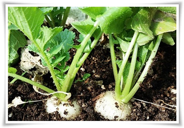 "김장 무, 직접 길러보세요!" 초보자도 성공할 수 있는 쉬운 재배 가이드!