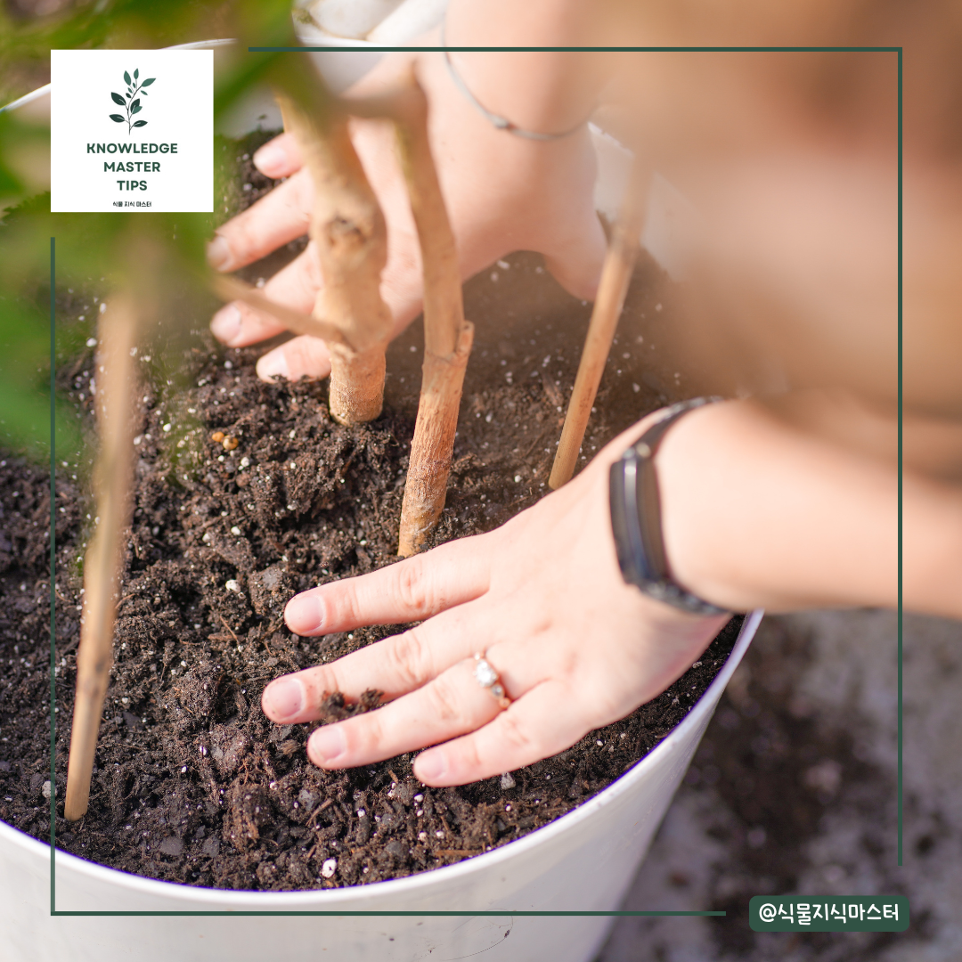 커피나무 키우기 - 분갈이 가이드