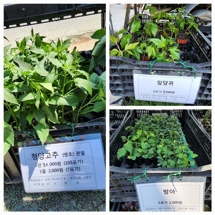 청량 고추 모종&amp;#44; 잎 당귀 모종&amp;#44; 방아 모종