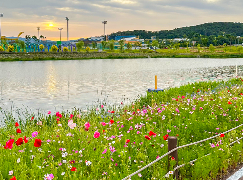 황룡강 생태공원 꽃구경 명소! 계절 따라 즐기는 화려한 꽃길