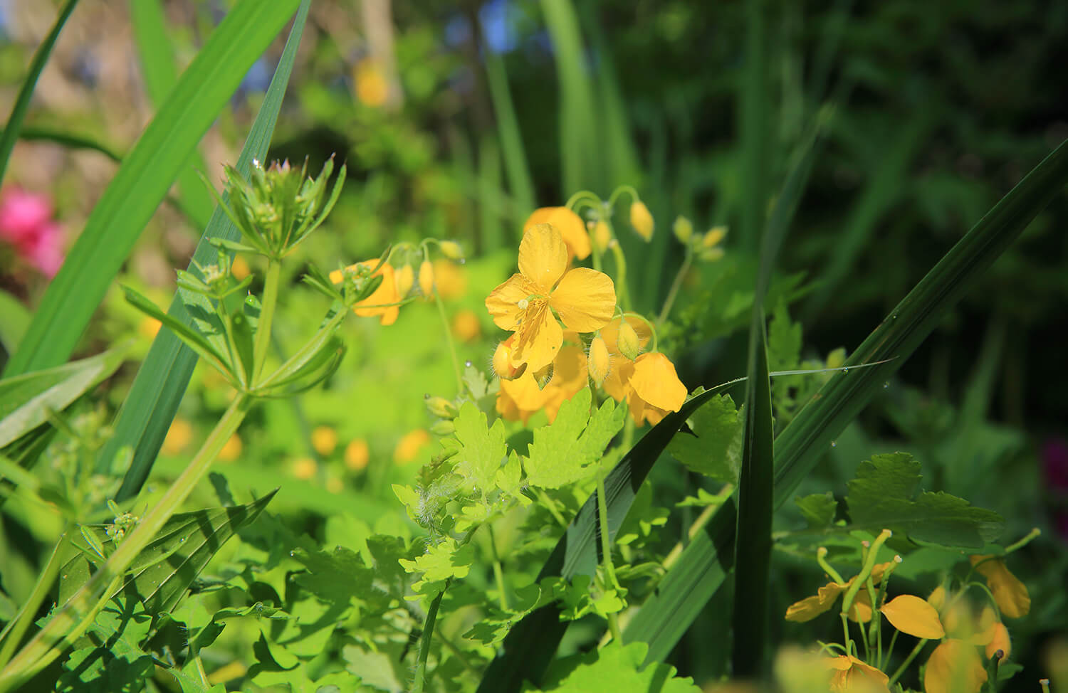 분당중앙공원 철쭉