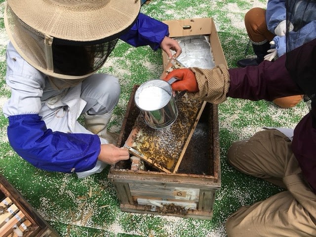 사양벌꿀 진짜벌꿀 차이