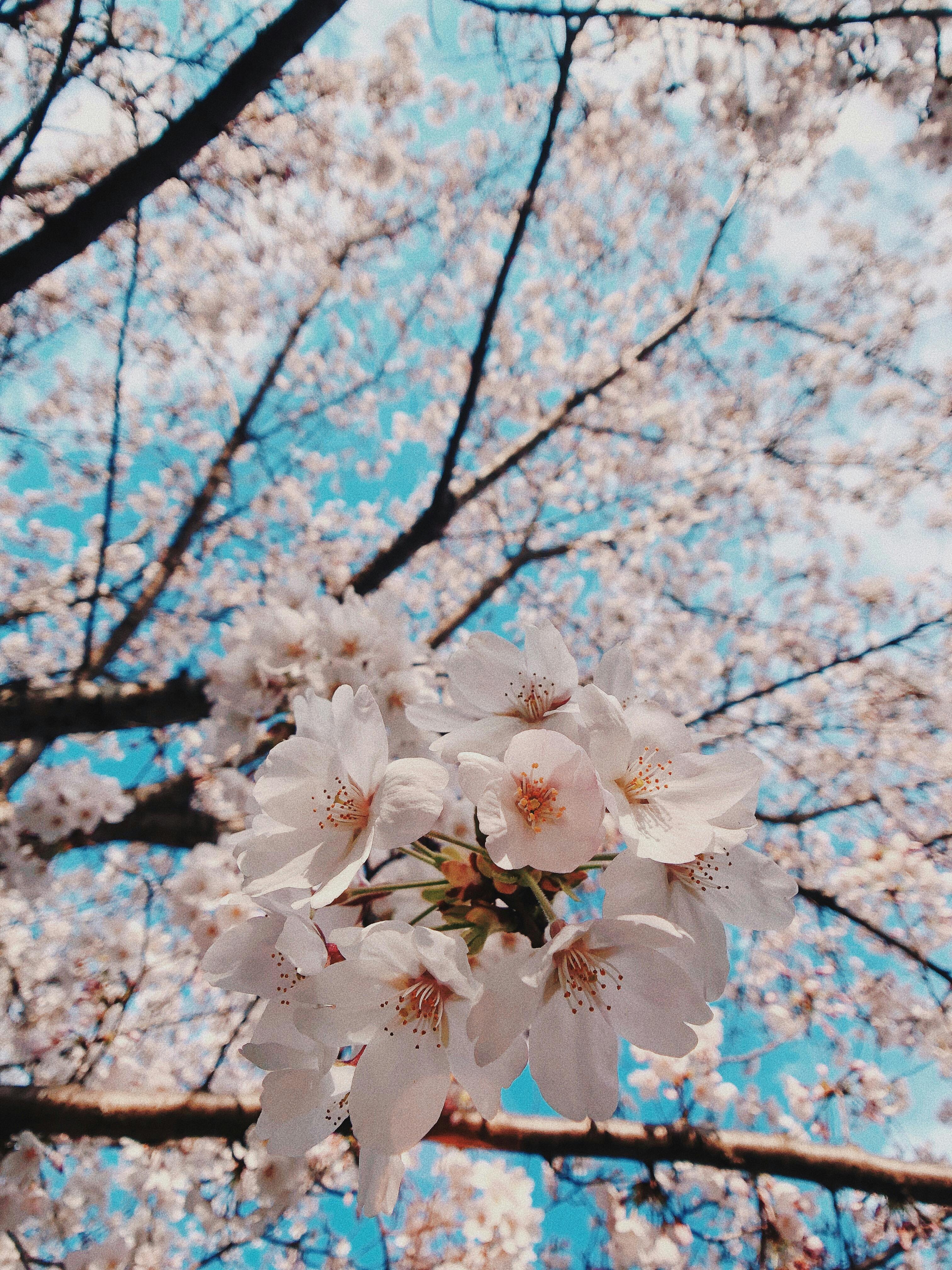 봄철 벚꽃이 만개한 풍경 사진