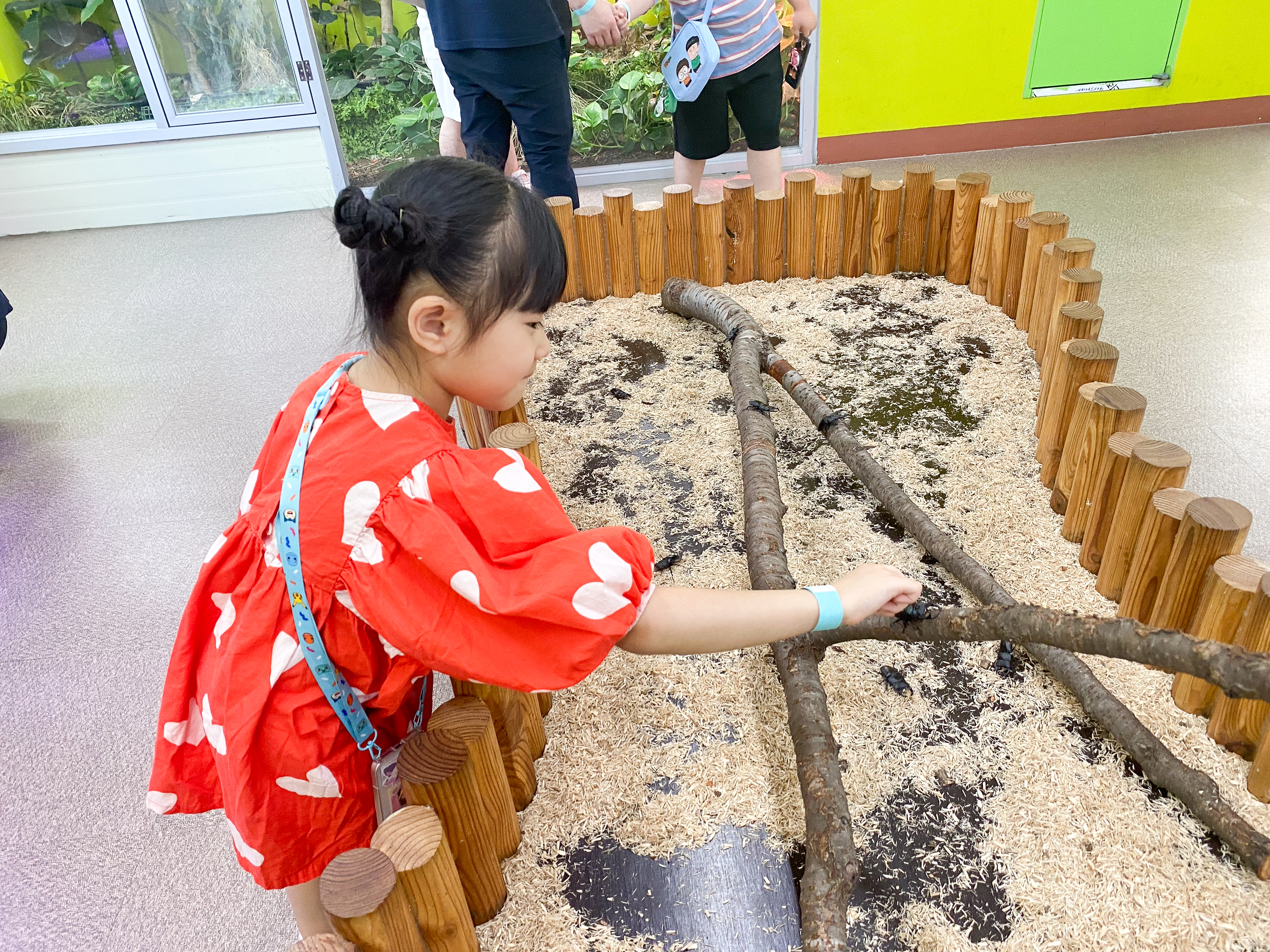 샛별이의 사슴벌레 만져보기 도전