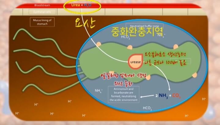 헬리코박터의 요산 분해 효소 능력이 월등함