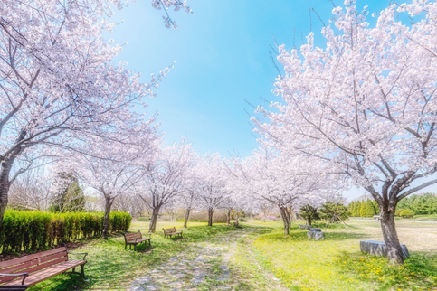 인천 드림파크 벚꽃축제 나들이 추천