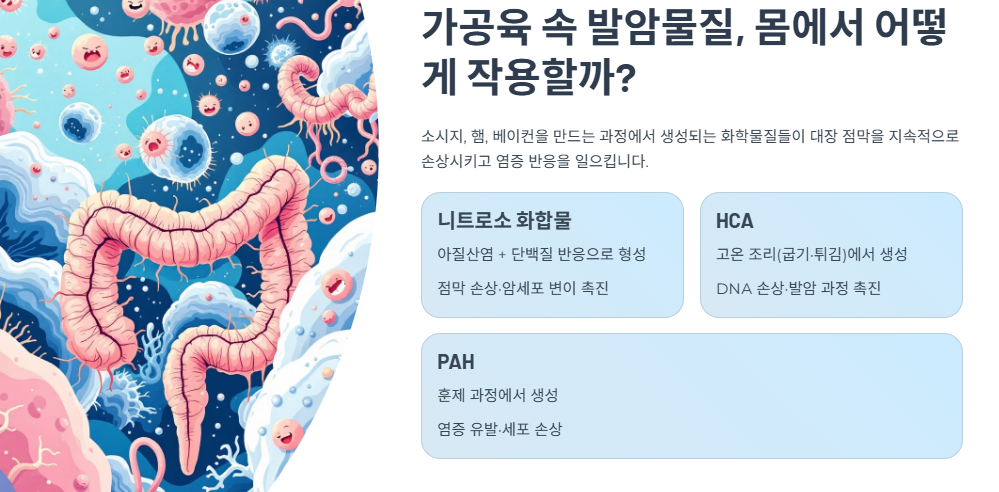 가공육 속 발암물질, 몸에서 어떻게 작용할까?