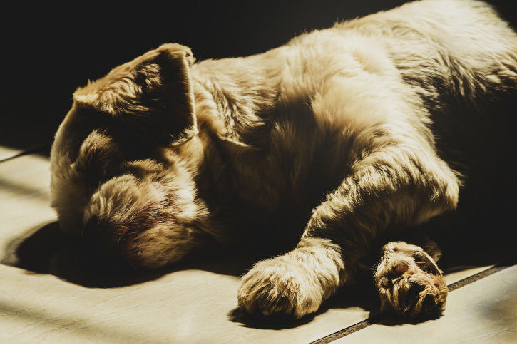 반려 동물 등록제