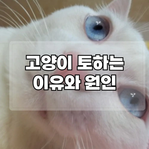 고양이-토하는-이유-원인