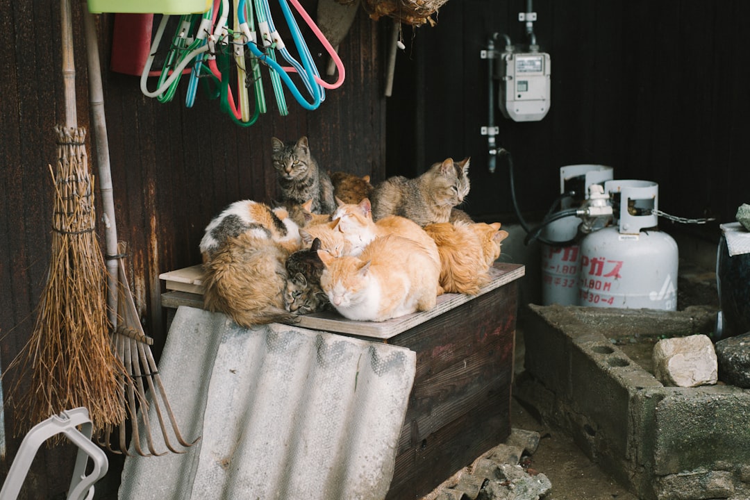 Pet economy
