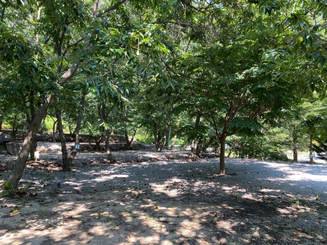 가평 : 밤나무숲 캠핑장 (애견동반가능)