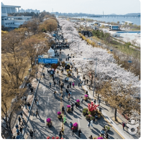 2024년 벚꽃축제 ; 석촌호수 벚꽃축제, 여의도 벚꽃축제, 청풍호 벚꽃축제, 경포호 벚꽃축제, 이월드 벚꽃축제, 진해군항제 벚꽃축제