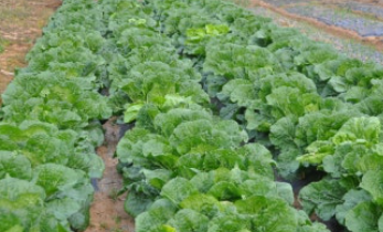 수확 시기와 방법