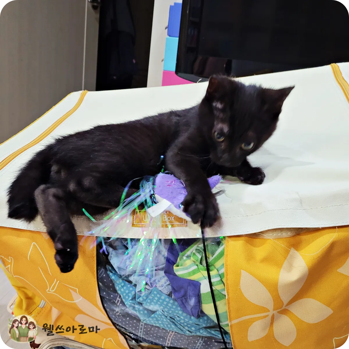 아깽이시절-까만고양이후추-낚시대놀이