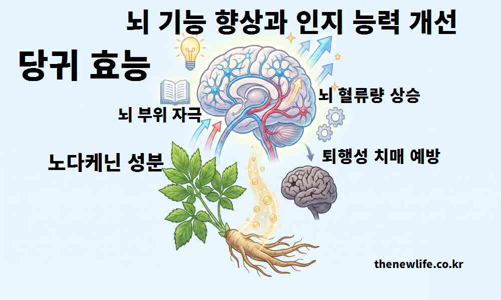 당귀 효능 뇌 기능 향상 인지 능력 개선