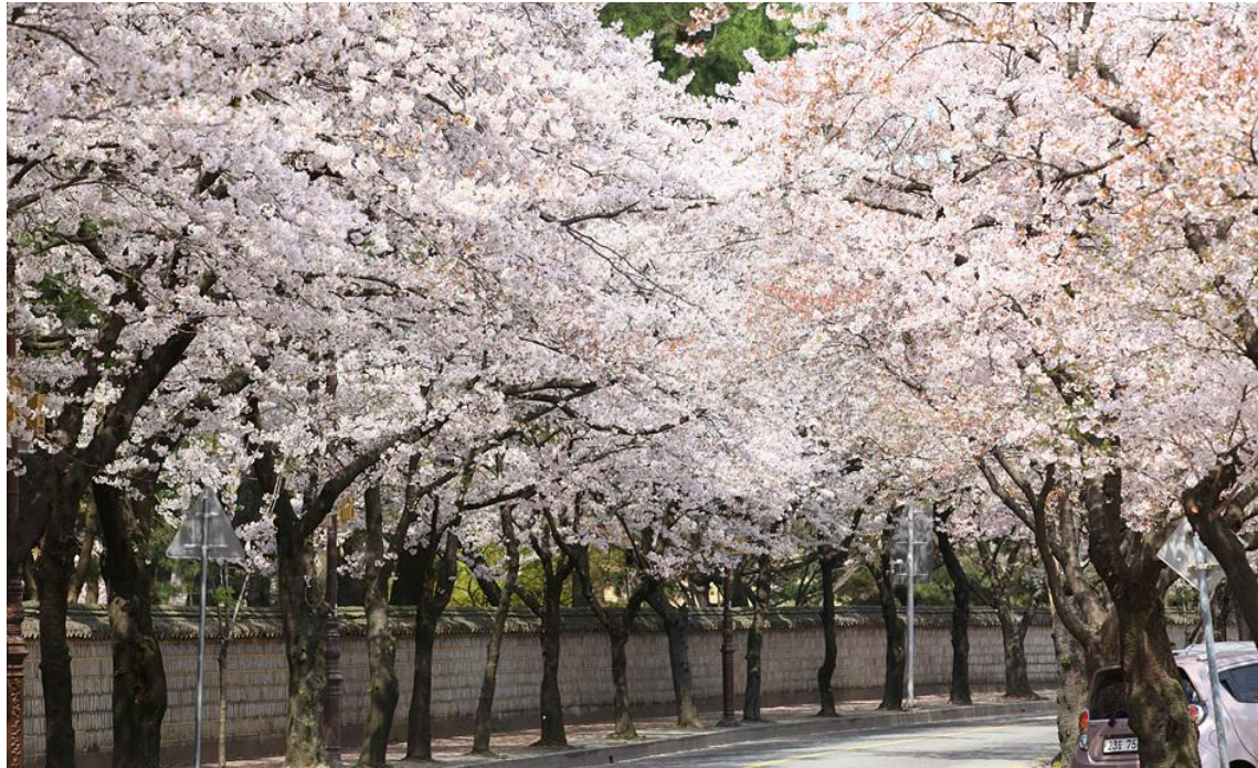 2025 벚꽃 개화시기