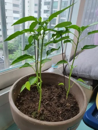 텃밭 고추 키우는 법 모종심기 지지대 순지르기 탄저병 예방_3