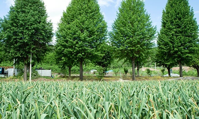 오늘N 2508회 가족이 뭐길래 경북 의성 토종마늘 농가 한톨 (의성한지형마늘, 깐마늘, 마늘쫑, 의성사과 주문방법)