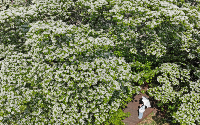 대구 달성군 교항리 이팝나무군락지 이용시간, 주차정보