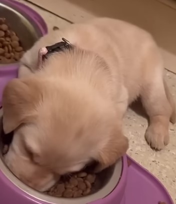 귀여운 댕댕이들의 졸음 영상 소개