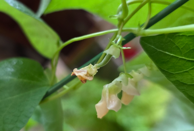 꽃이 시드면서 강낭콩이 나오고있어요