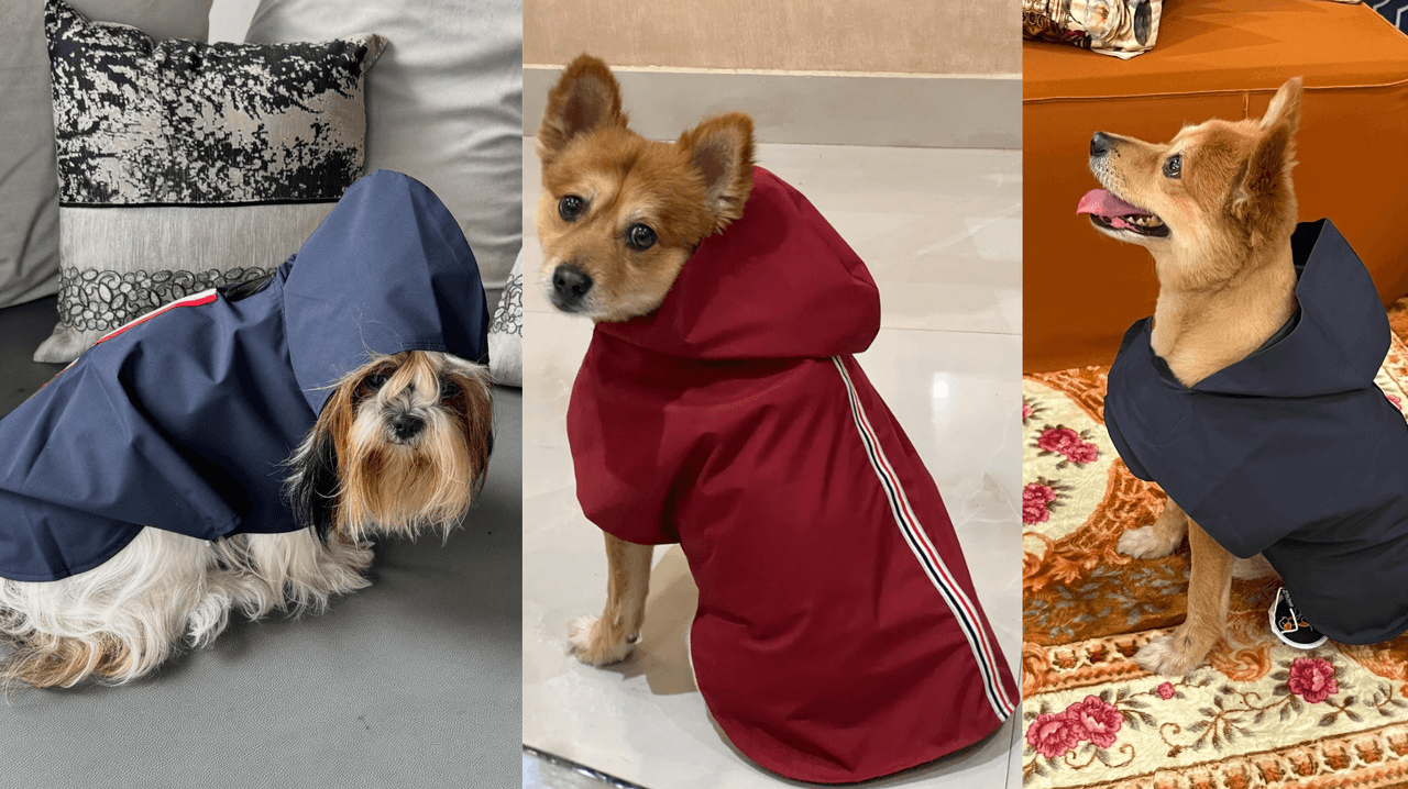 2025년 강아지 패션 이미지