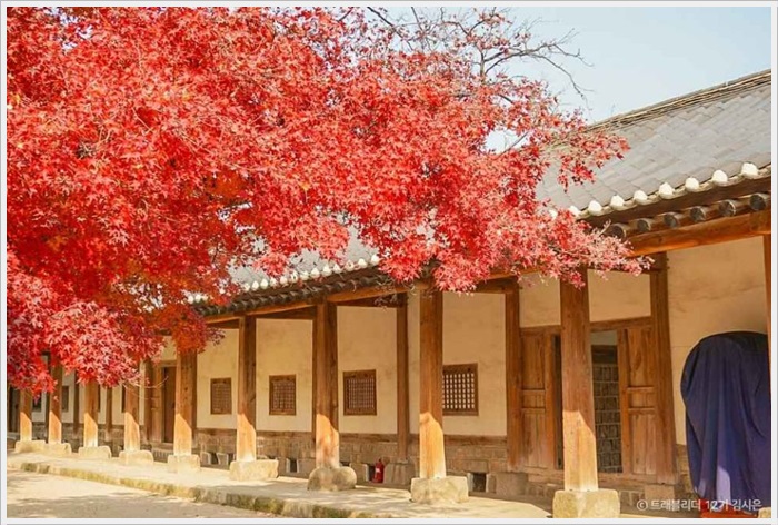 지역단풍명소 성균관대 명륜당