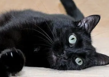 봄베이의 특징과 기르는 방법