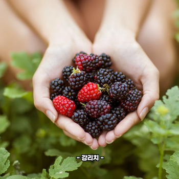 복분자 재배방법