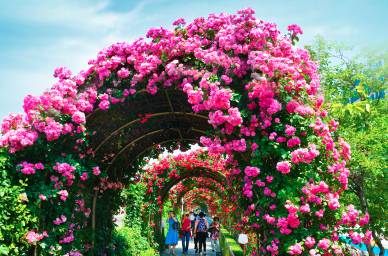 2025 중랑 서울장미축제