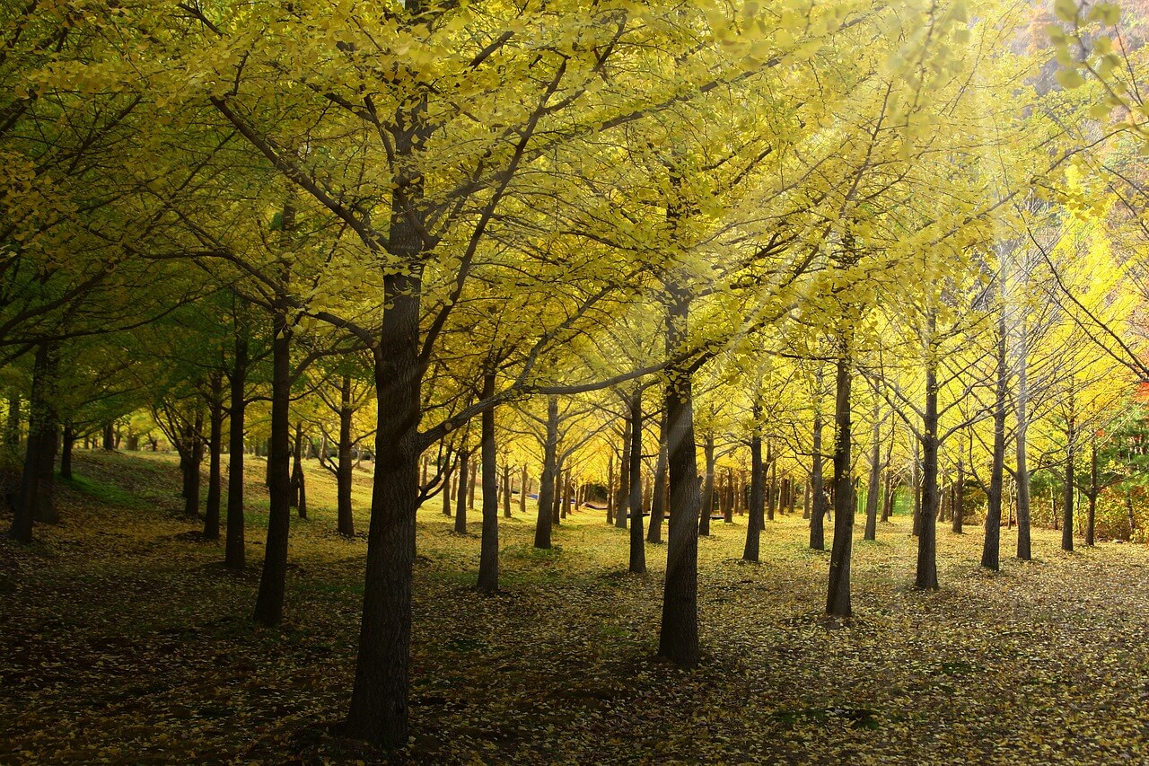 에버랜드 은행나무숲 예약