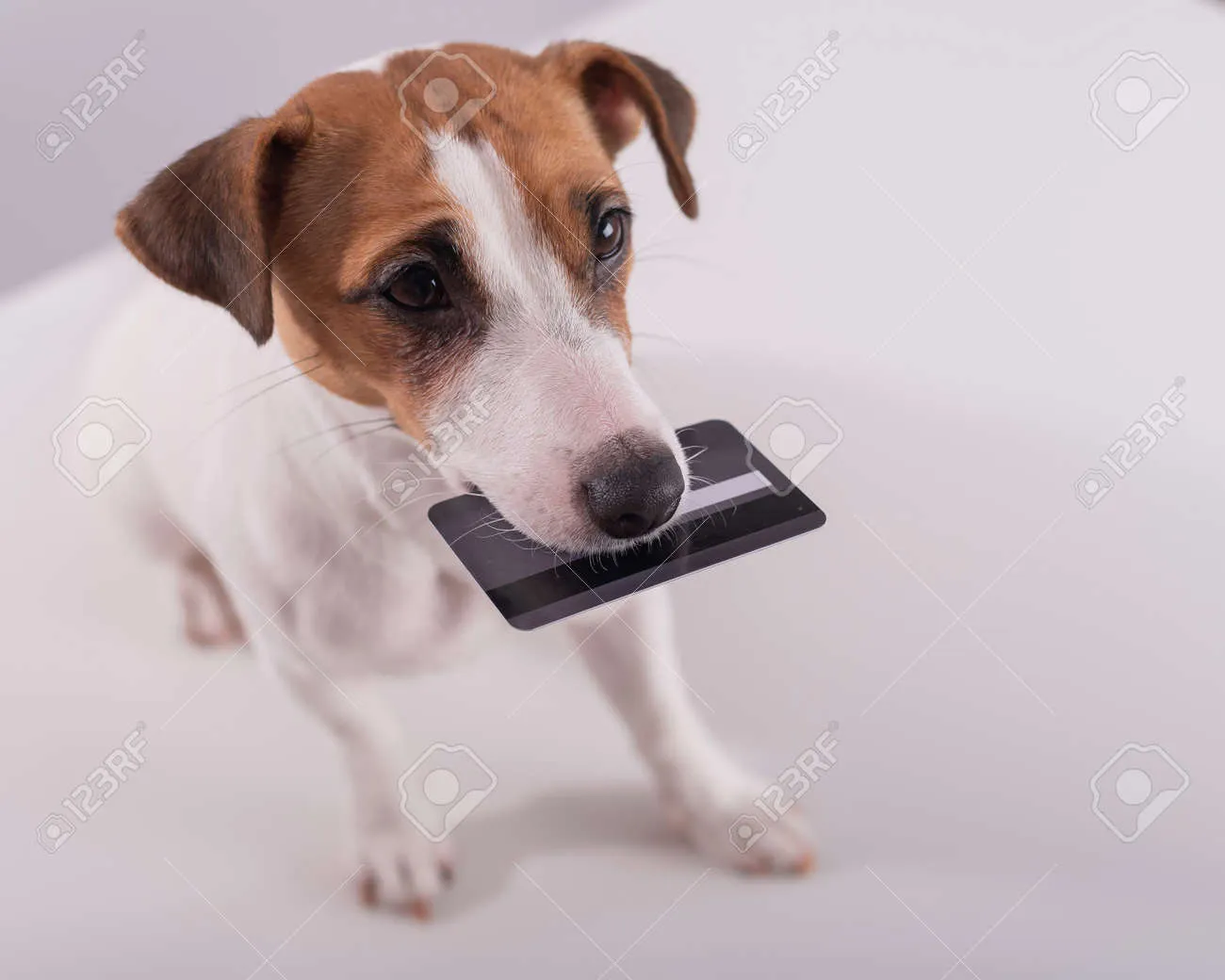 카카오톡 반려동물카드 발급