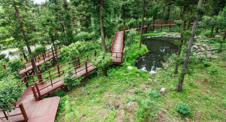 장흥 우드랜드 편백숲