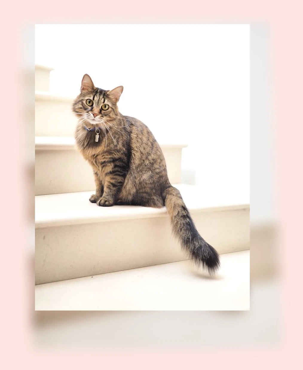 고양이 사회화_1_subsection