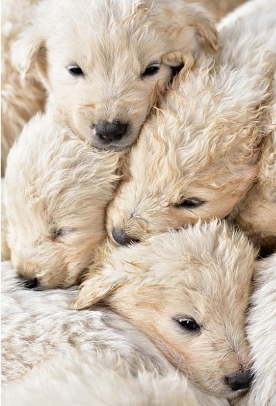 대표 반려동물 강아지